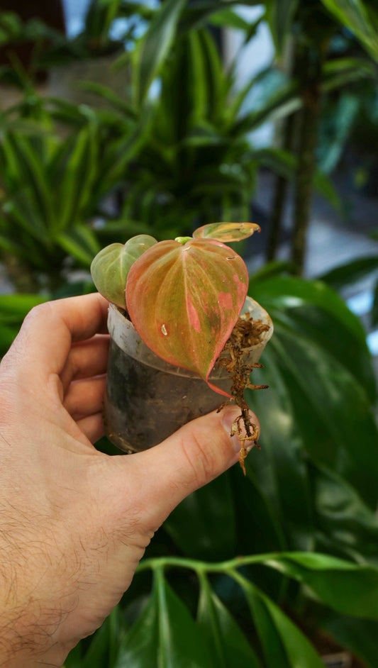 Philodendron Micans Pink Variegata studio plantes rares jungle jardinerie strasbourg rare plant shop online pflanzen