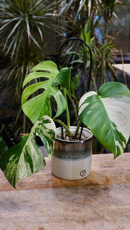 Monstera Jungle Mint studio plantes rares jungle jardinerie strasbourg rare plant shop online pflanzen