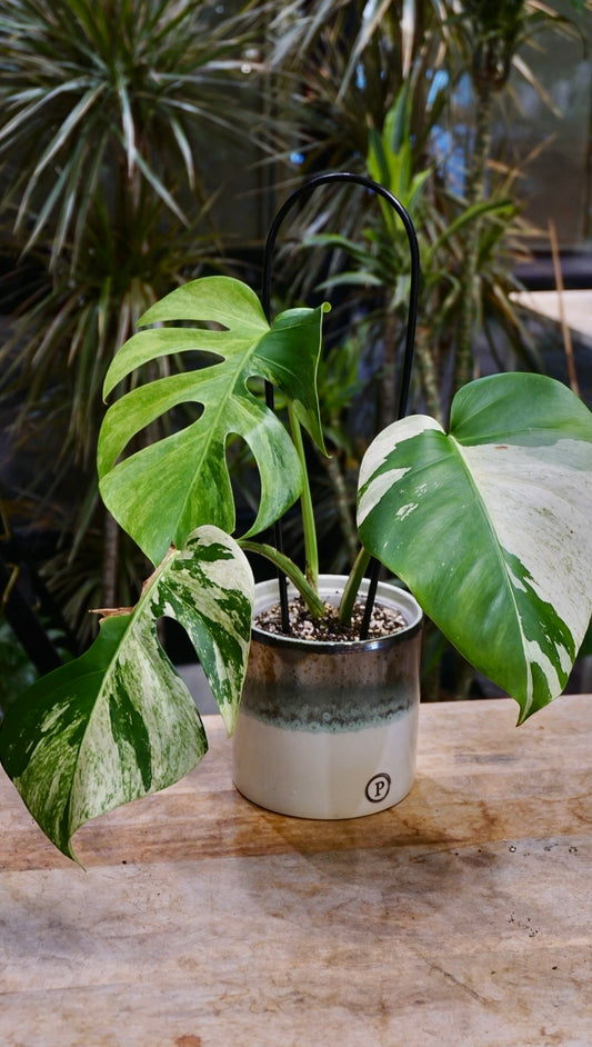Monstera Jungle Mint studio plantes rares jungle jardinerie strasbourg rare plant shop online pflanzen
