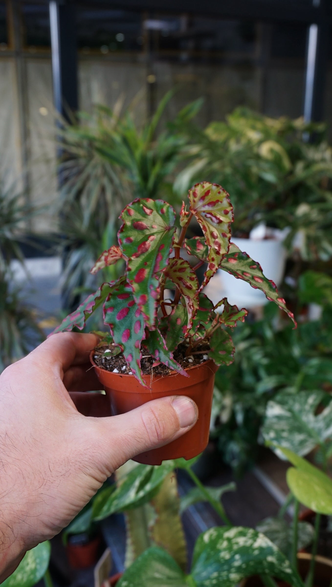 Begonia Pink Dottie studio plantes rares jungle jardinerie strasbourg rare plant shop online pflanzen