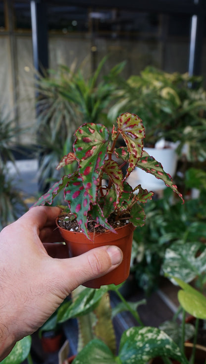 Begonia Pink Dottie studio plantes rares jungle jardinerie strasbourg rare plant shop online pflanzen
