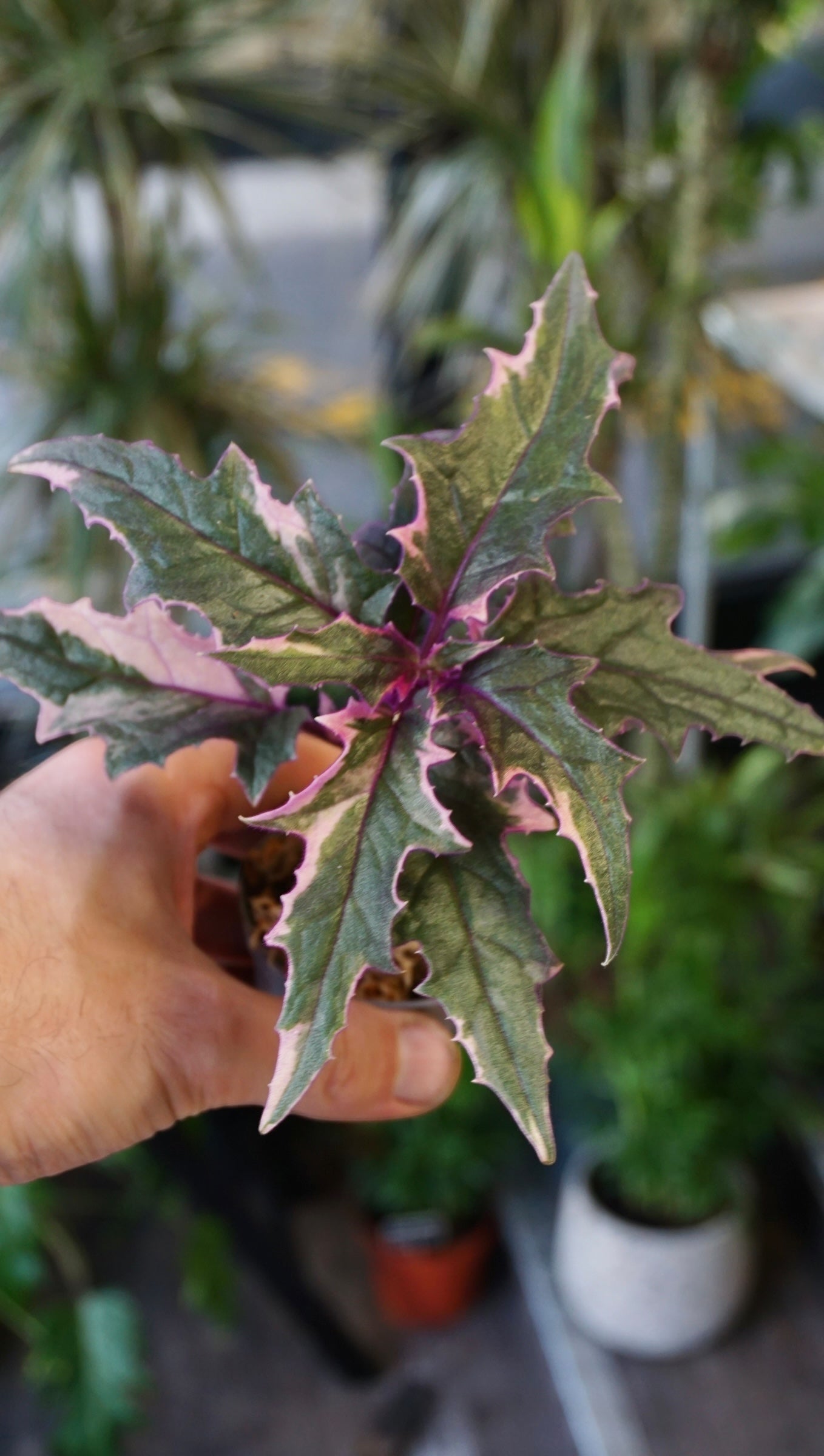 Gynura Aurantiaca Variegata