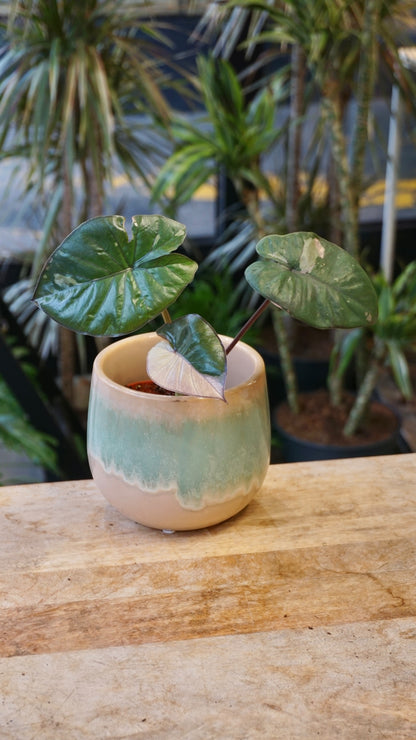 Alocasia Serendipity Variegata studio plantes rares jungle jardinerie strasbourg rare plant shop online pflanzen