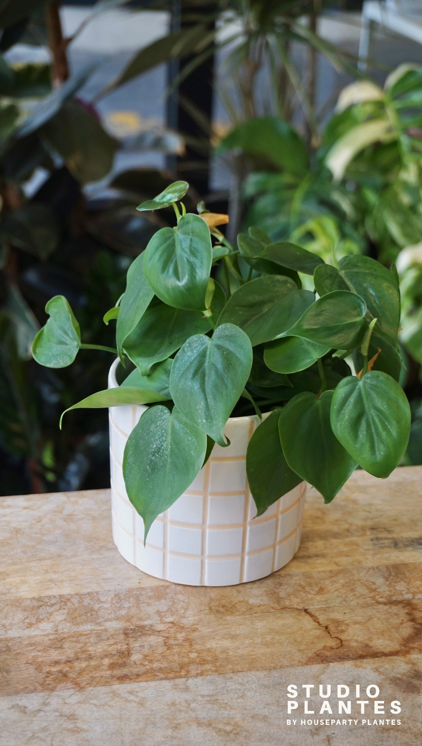 Philodendron Scadens studio plantes rares jungle jardinerie strasbourg rare plant shop online pflanzen