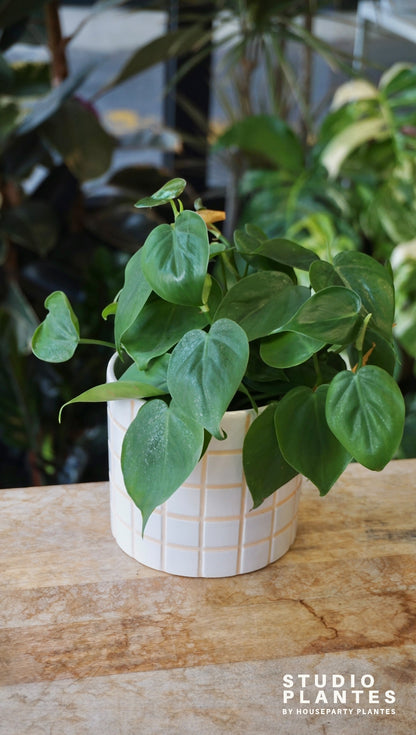 Philodendron Scadens studio plantes rares jungle jardinerie strasbourg rare plant shop online pflanzen