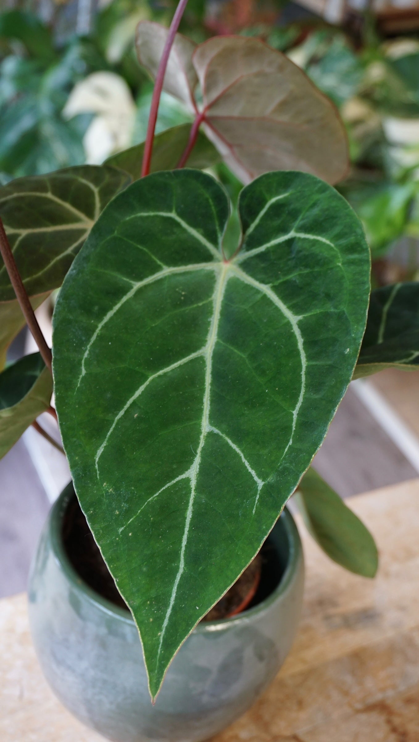 Anthurium NOID