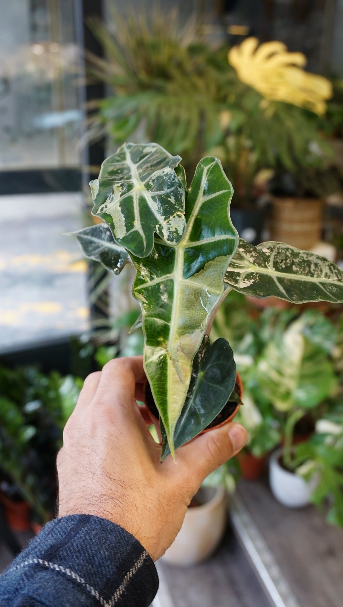 Alocasia Polly Variegata studio plantes rares jungle jardinerie strasbourg plant online