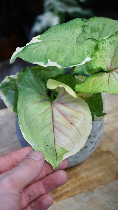 Syngonium Orm Thong studio plantes rares jungle jardinerie strasbourg rare plant shop online pflanzen