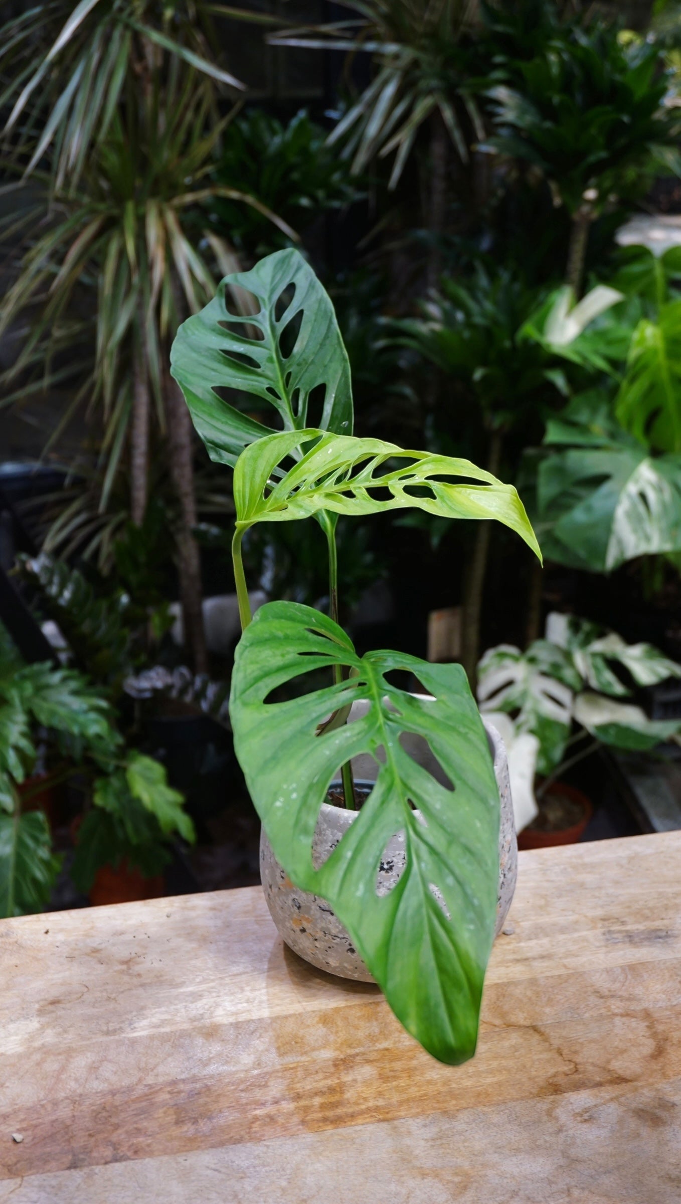 Monstera Obliqua x Adansonii studio plantes rares jungle jardinerie strasbourg rare plant shop online pflanzen