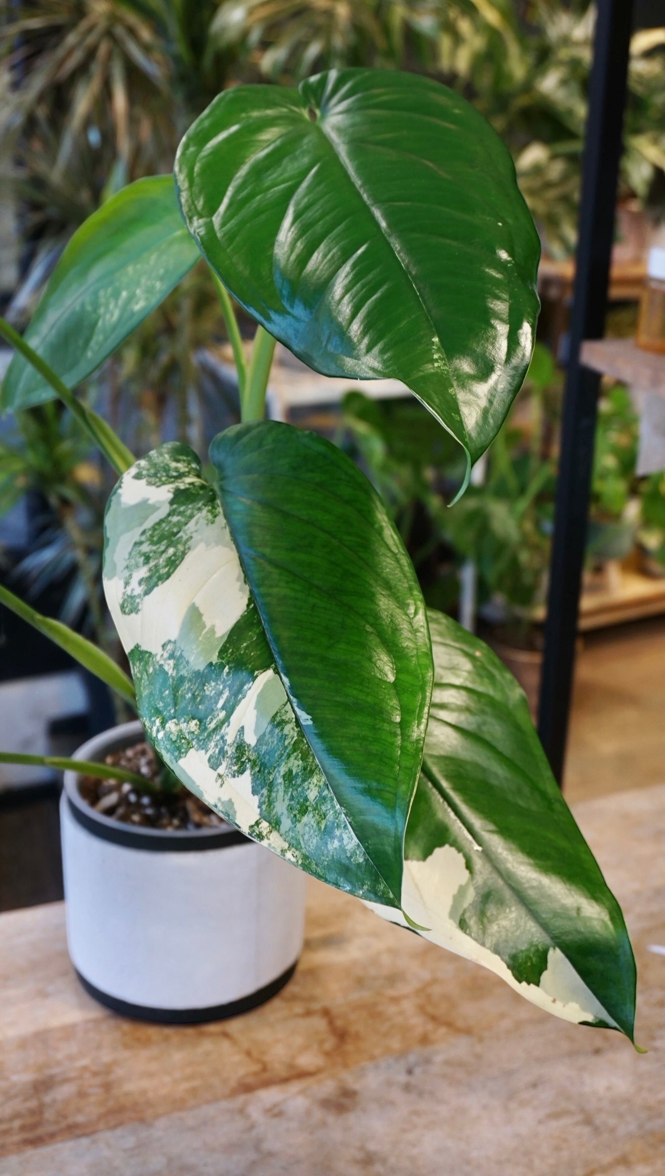 Syngonium Chiapense Albo Variegata studio plantes rares jungle jardinerie strasbourg rare plant shop online pflanzen