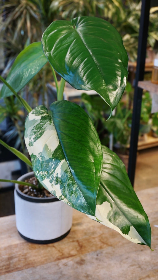 Syngonium Chiapense Albo Variegata studio plantes rares jungle jardinerie strasbourg rare plant shop online pflanzen