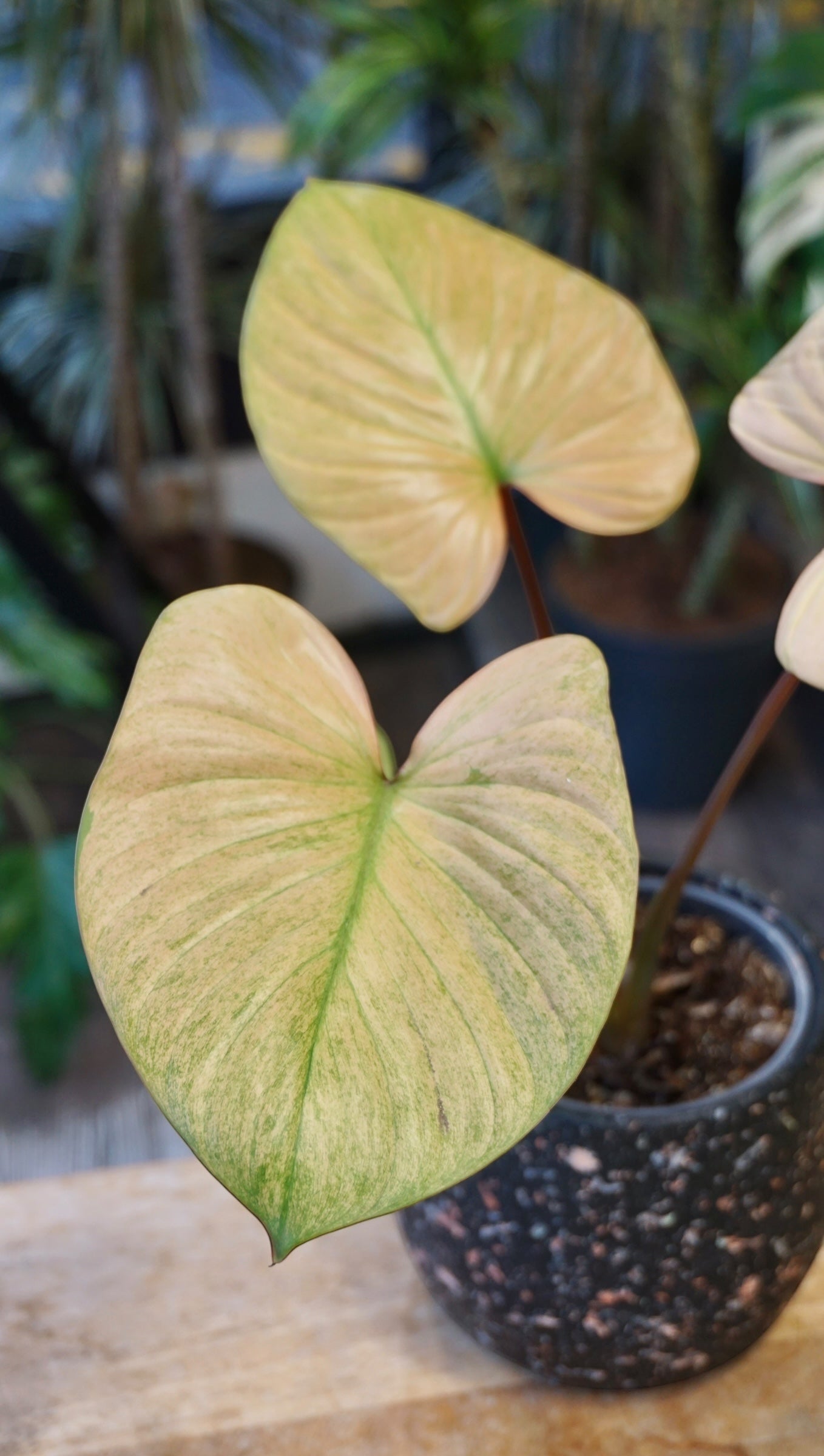 Homalomena Rubescens Pink Albo studio plantes rares jungle jardinerie strasbourg rare plant shop online pflanzen