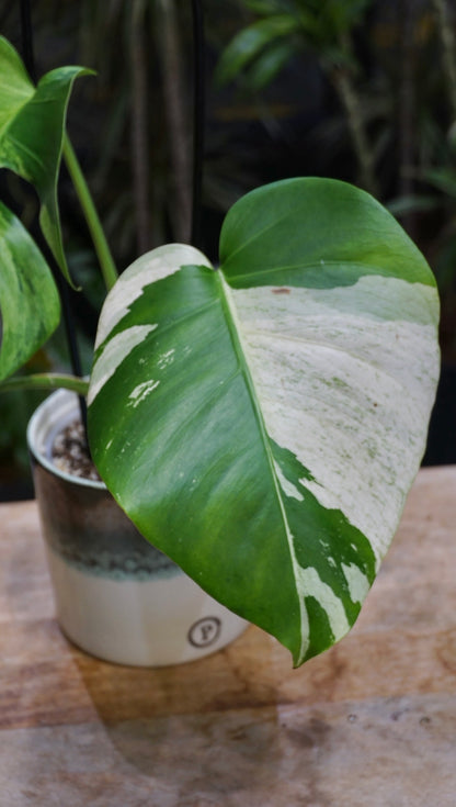 Monstera Jungle Mint studio plantes rares jungle jardinerie strasbourg rare plant shop online pflanzen