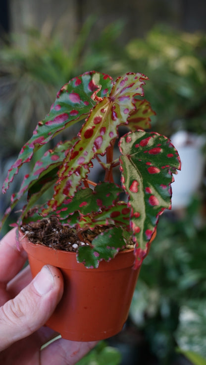 Begonia Pink Dottie studio plantes rares jungle jardinerie strasbourg rare plant shop online pflanzen