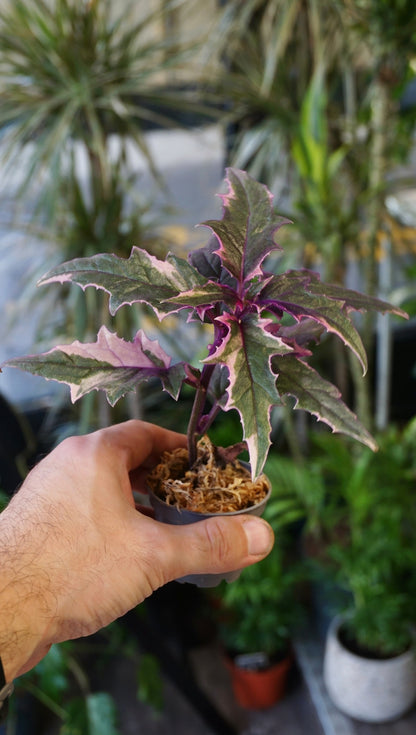 Gynura Aurantiaca Variegata