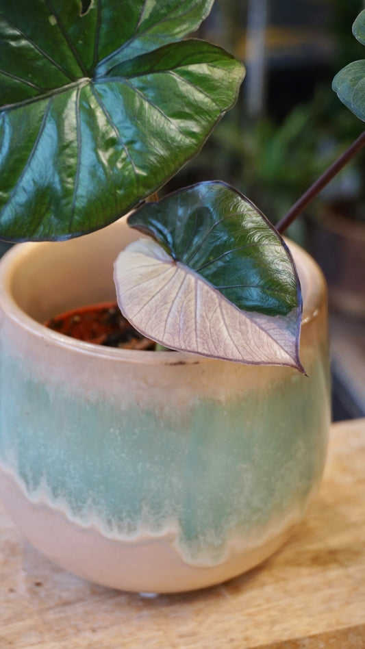 Alocasia Serendipity Variegata studio plantes rares jungle jardinerie strasbourg rare plant shop online pflanzen