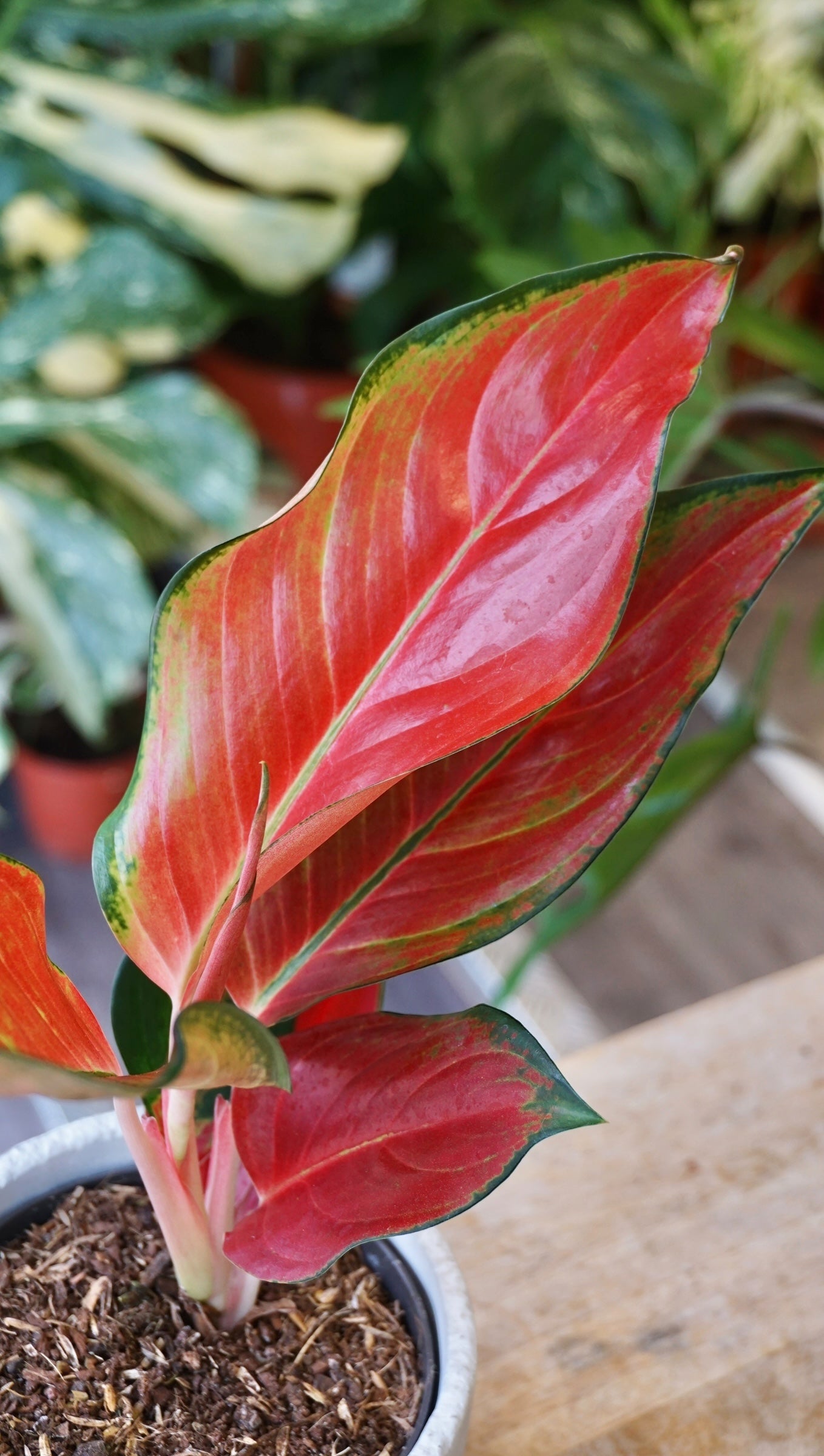 Aglaonema Cherry Baby Chili Red studio plantes rares jungle jardinerie strasbourg rare plant shop online pflanzen