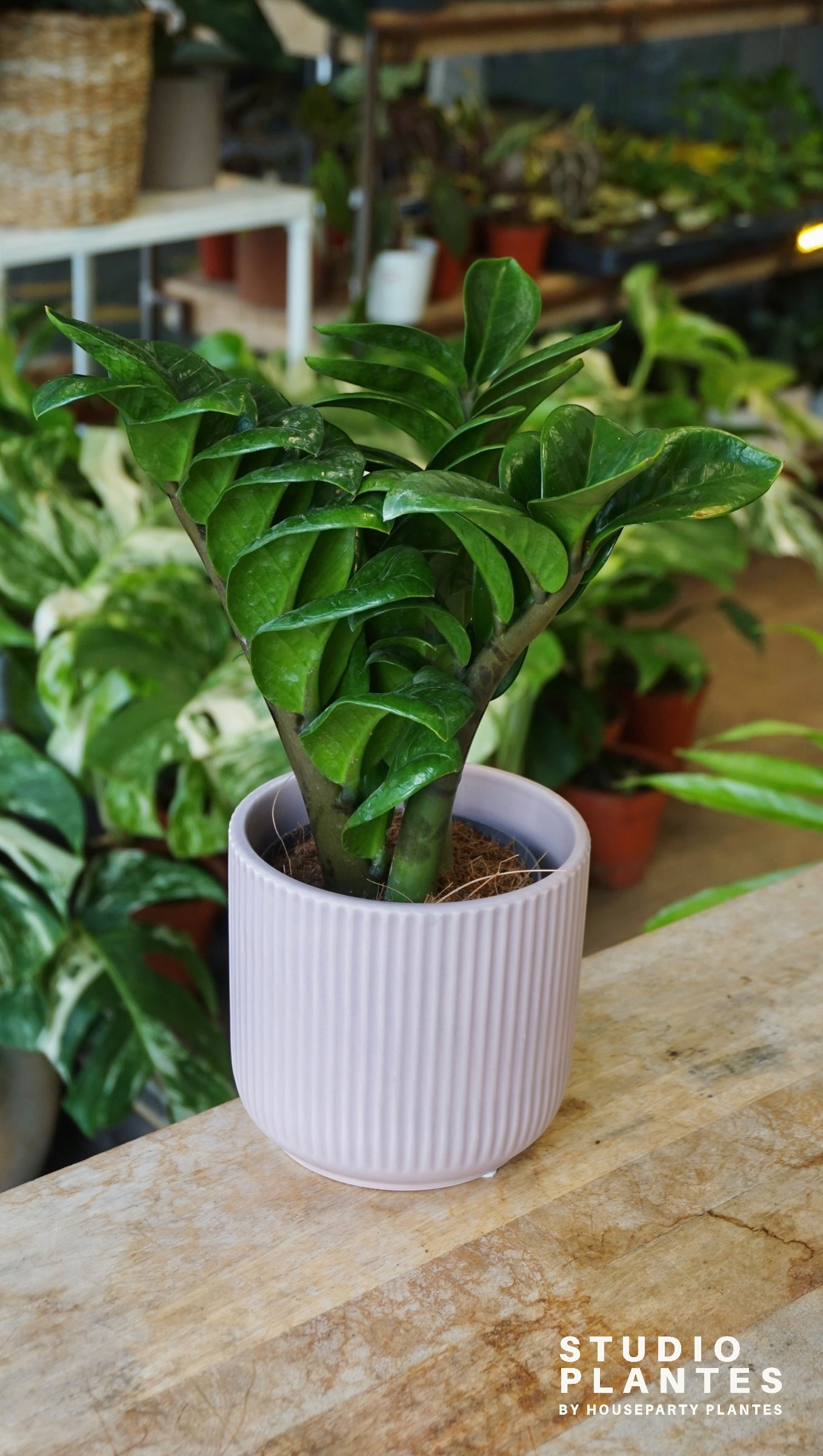 ZZ Zenzi studio plantes rares jungle jardinerie strasbourg rare plant shop online pflanzen