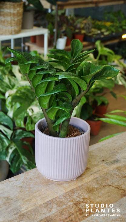 ZZ Zenzi studio plantes rares jungle jardinerie strasbourg rare plant shop online pflanzen