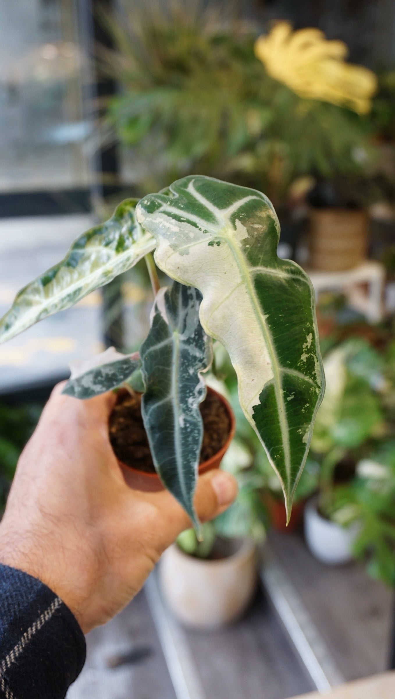 Alocasia Polly Variegata studio plantes rares jungle jardinerie strasbourg plant online