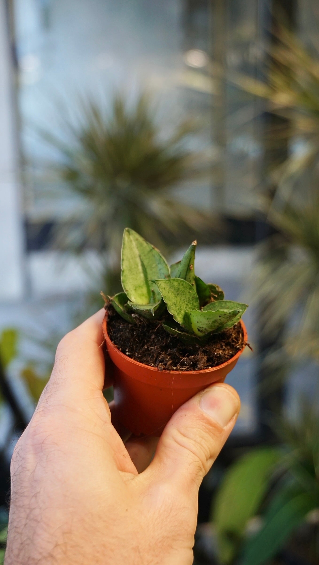 Sansevieria Rookie studio plantes rares jungle jardinerie strasbourg rare plant shop online pflanzen