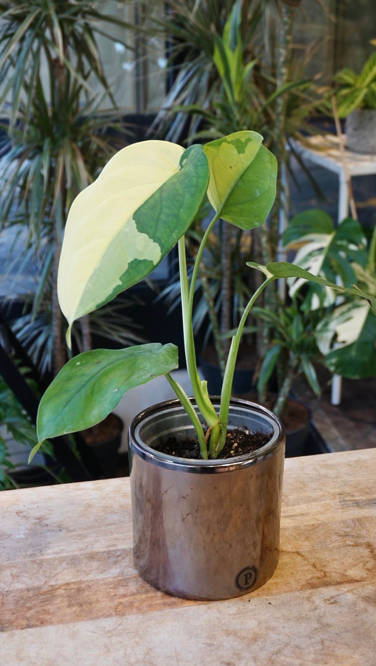 Syngonium Chiapense Albo Variegata studio plantes rares jungle jardinerie strasbourg rare plant shop online pflanzen