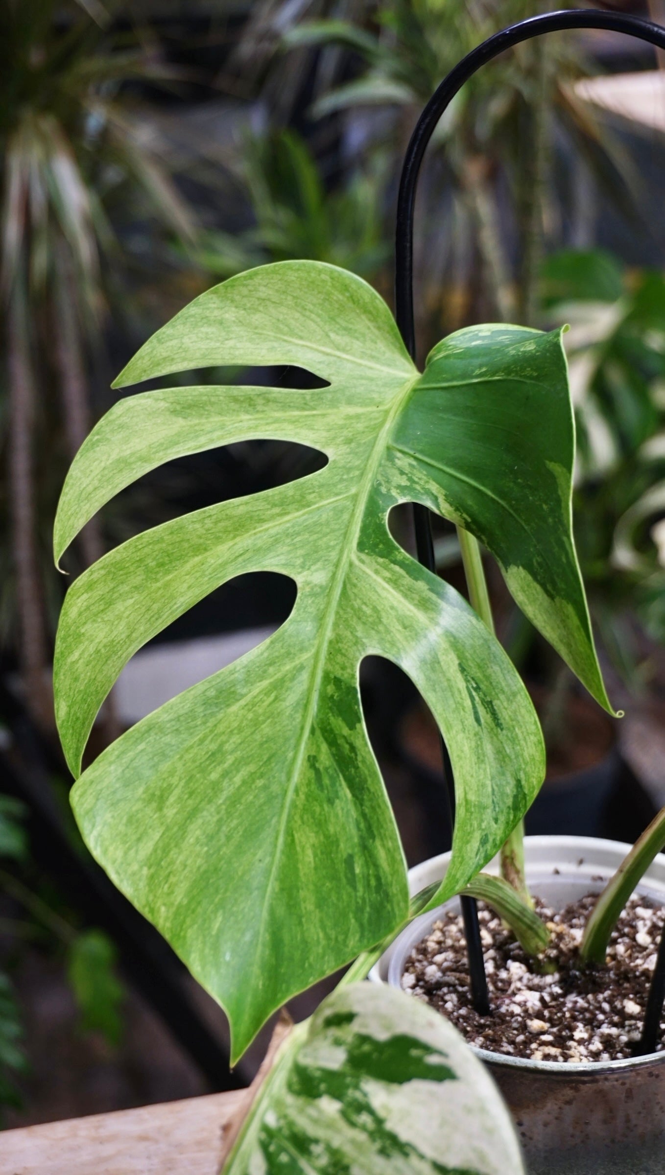 Monstera Jungle Mint studio plantes rares jungle jardinerie strasbourg rare plant shop online pflanzen