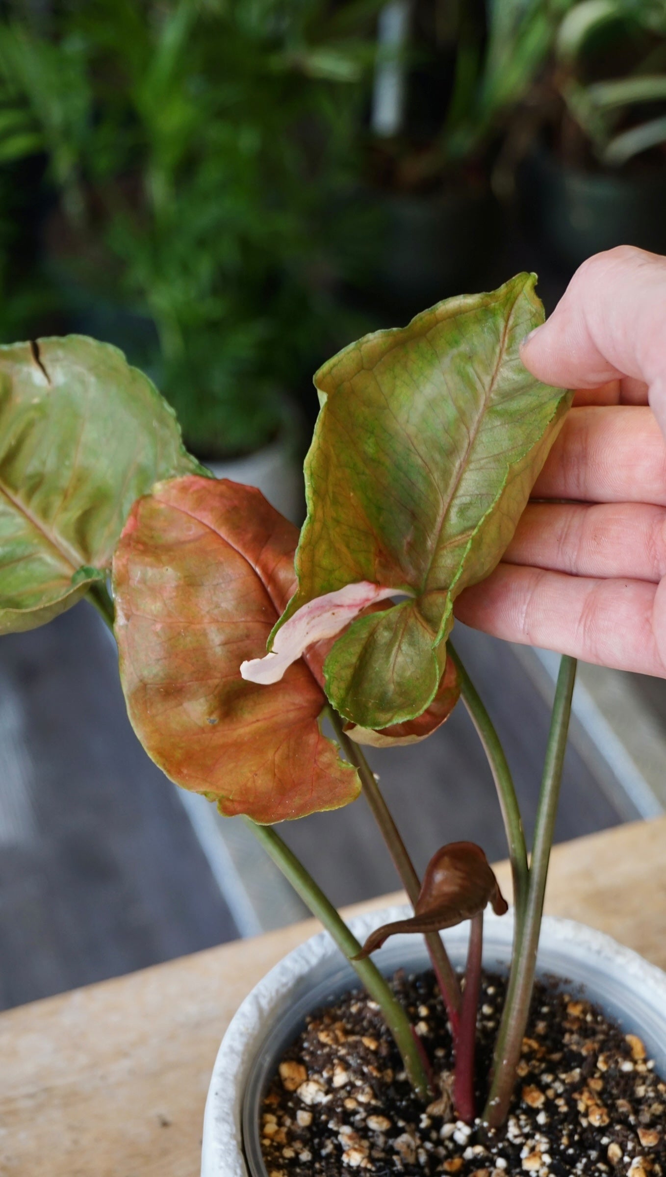 Syngonium Strawberry Ice Galaxy