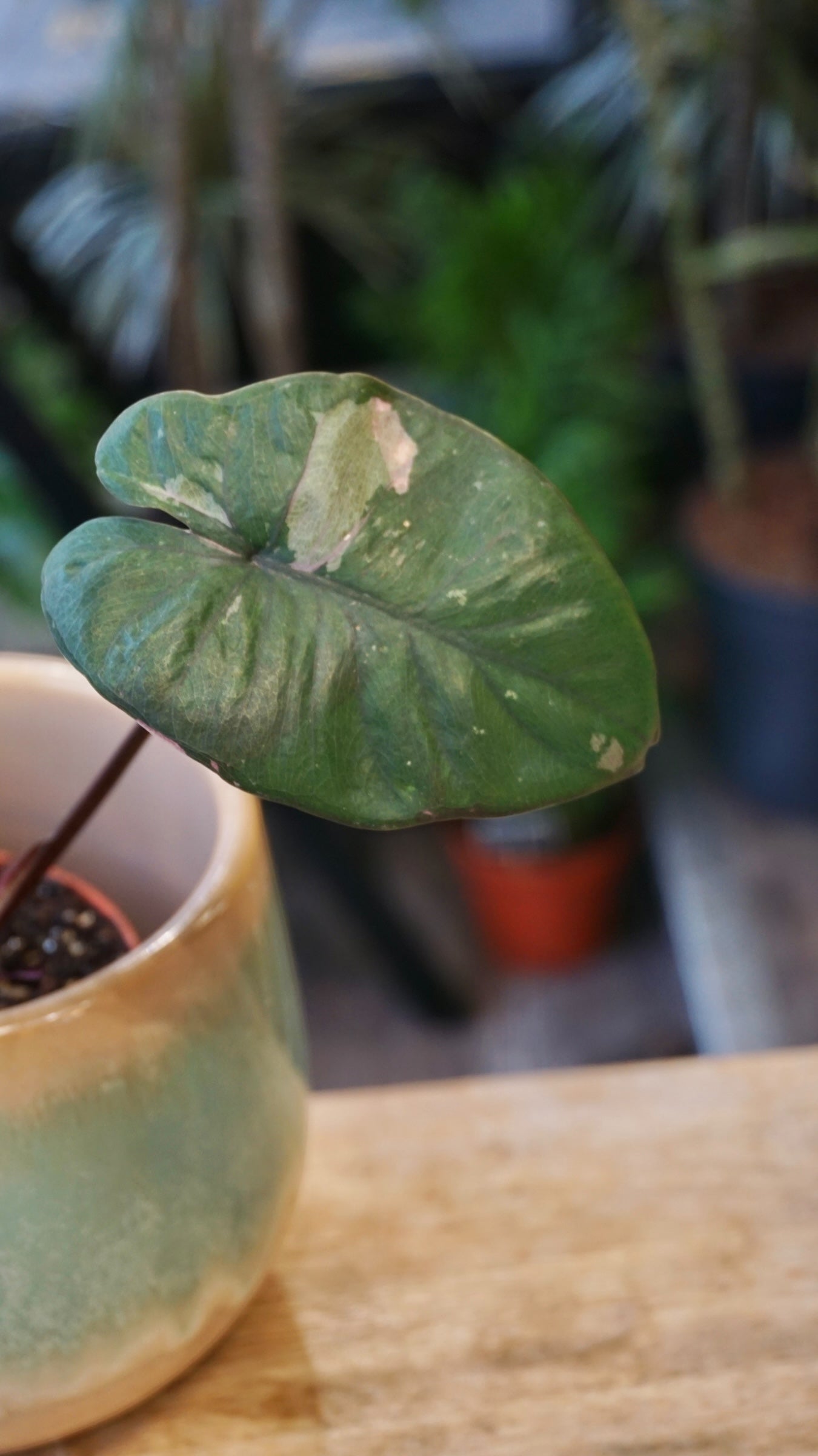 alocasia serendipity variegata Alocasia Serendipity Variegata | Plante rare
