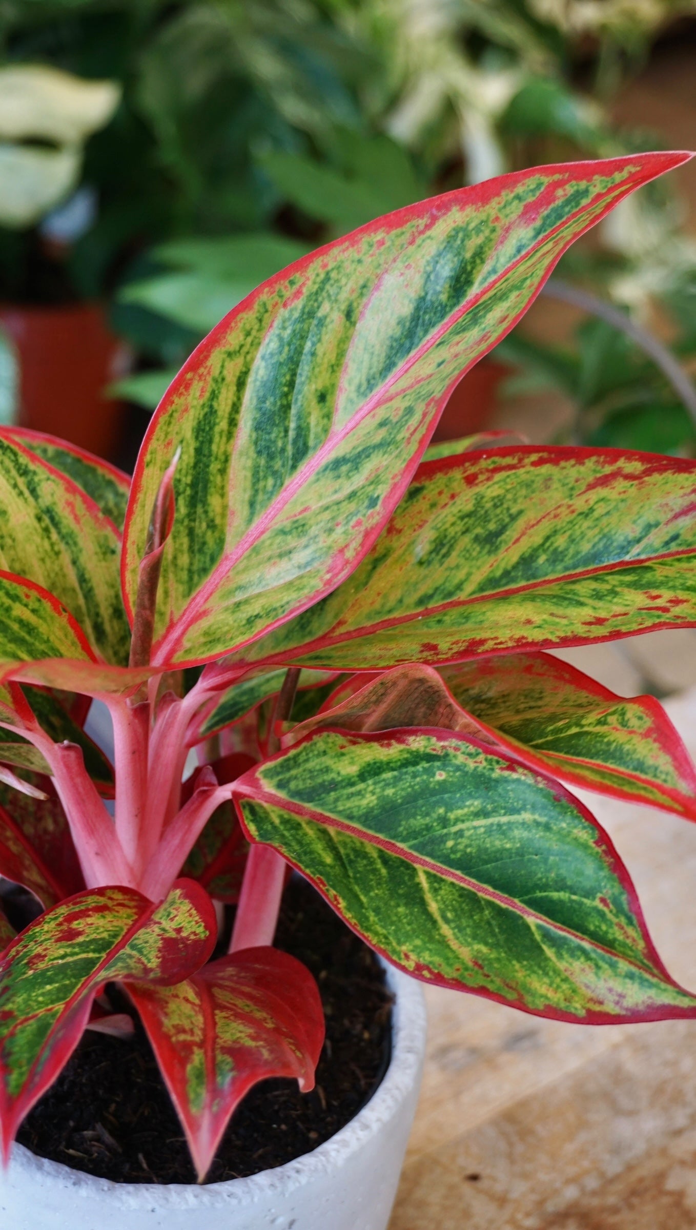Aglaonema Jungle Lava studio plantes rares jungle jardinerie strasbourg rare plant shop online pflanzen
