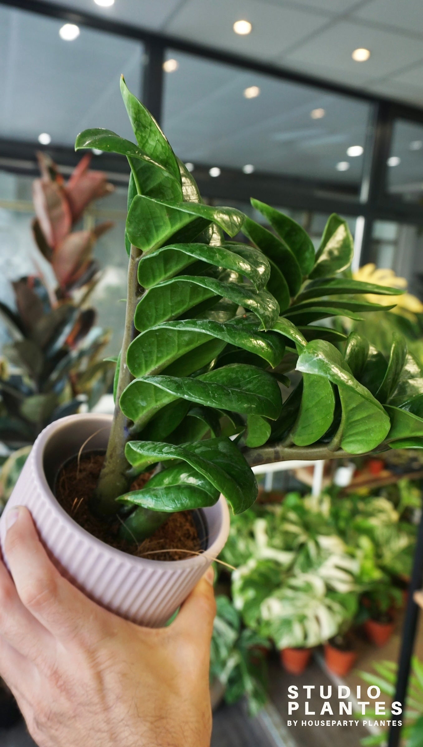 ZZ Zenzi studio plantes rares jungle jardinerie strasbourg rare plant shop online pflanzen