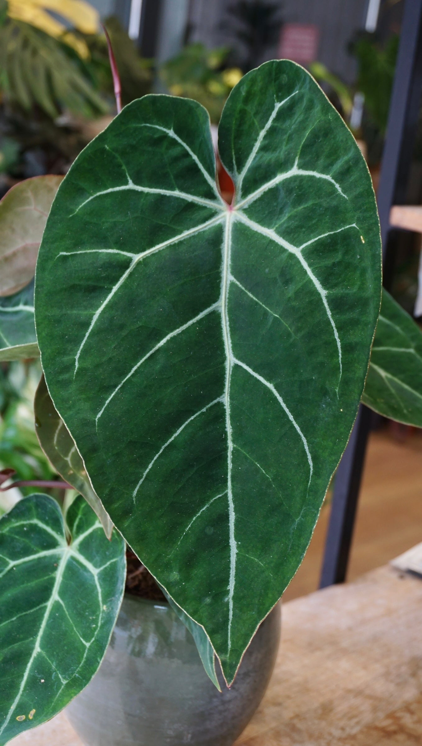 Anthurium NOID – Studio Plantes