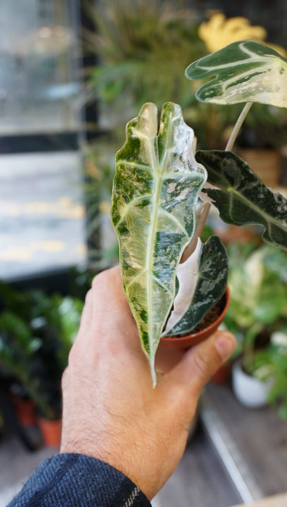 Alocasia Polly Variegata studio plantes rares jungle jardinerie strasbourg plant online