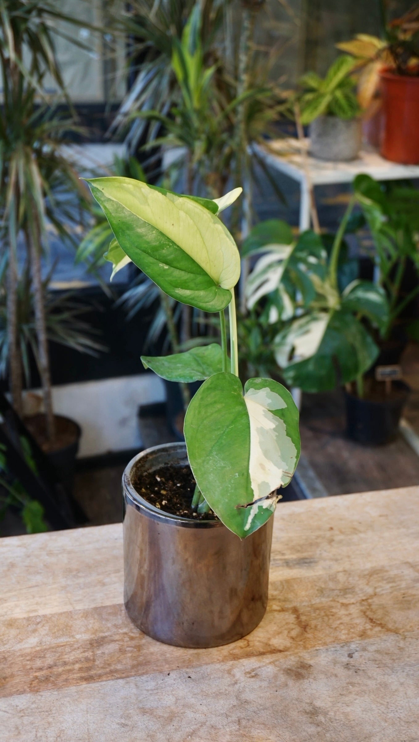 Syngonium Chiapense Albo Variegata studio plantes rares jungle jardinerie strasbourg rare plant shop online pflanzen