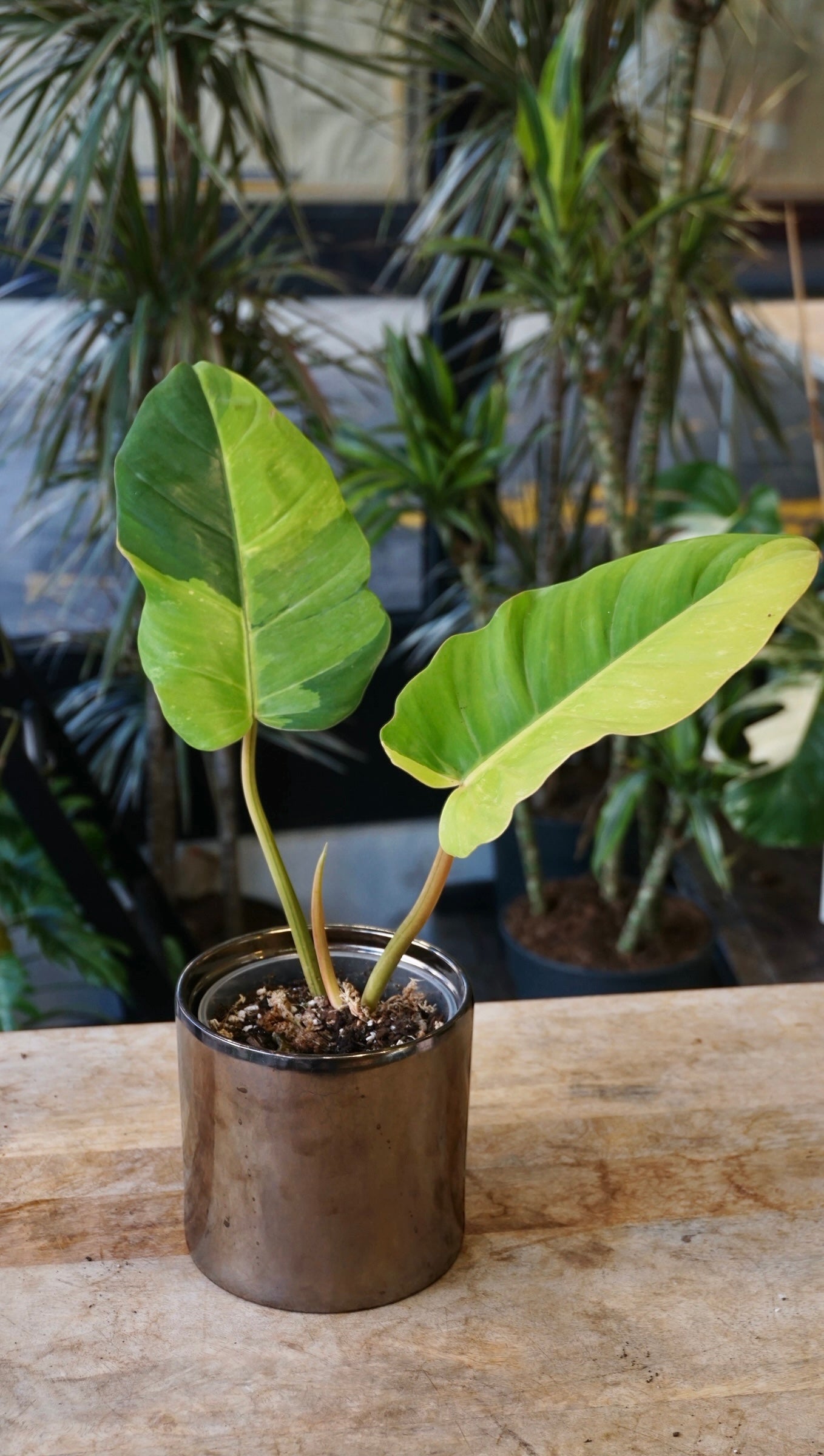 Philodendron Jungle Fever Variegata