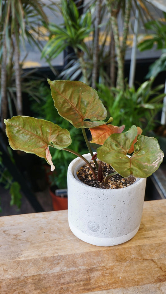 Syngonium Strawberry Ice Galaxy