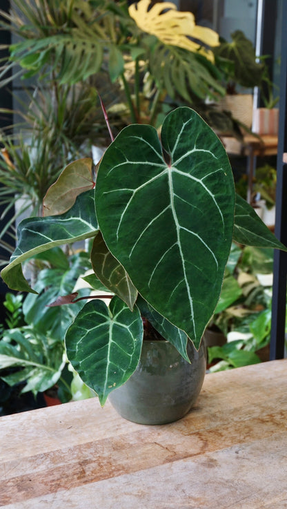 Anthurium NOID