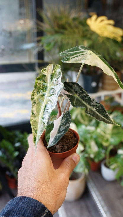 Alocasia Polly Variegata studio plantes rares jungle jardinerie strasbourg plant online