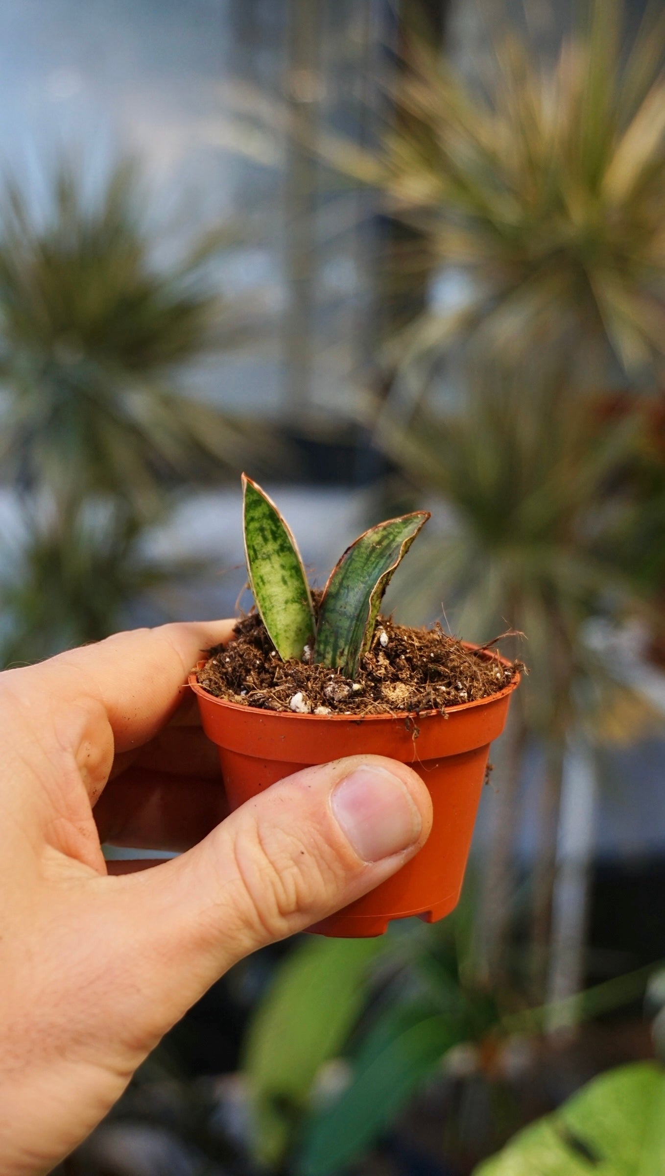 Sansevieria Cleopatra studio plantes rares jungle jardinerie strasbourg rare plant shop online pflanzen