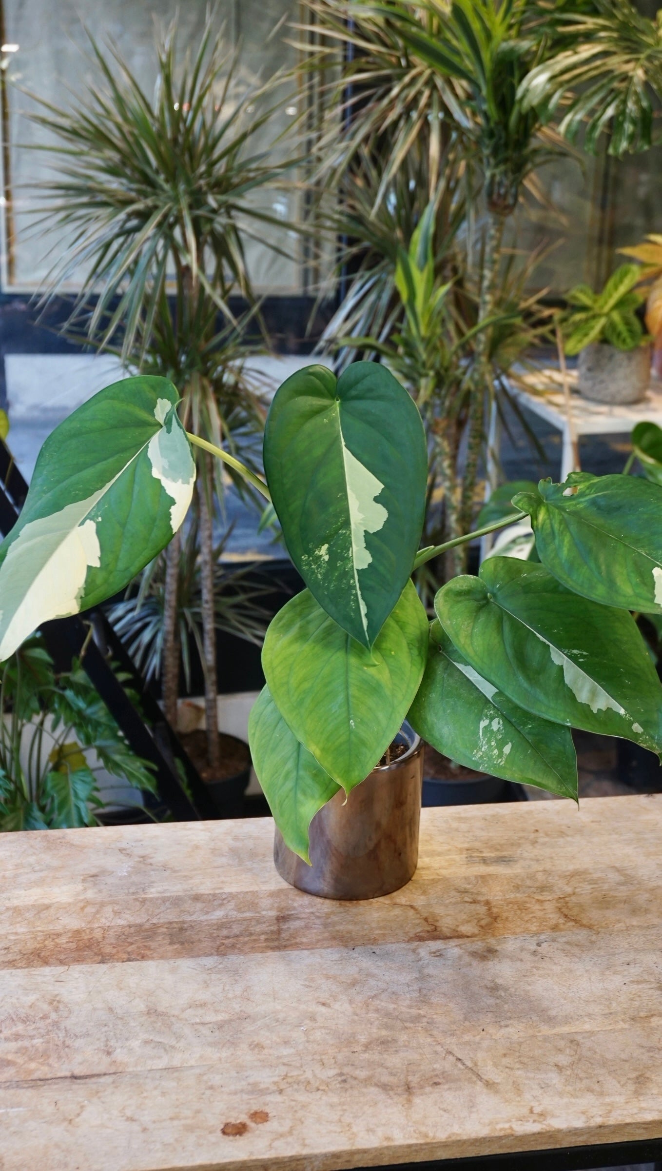 Syngonium Chiapense Albo Variegata studio plantes rares jungle jardinerie strasbourg rare plant shop online pflanzen