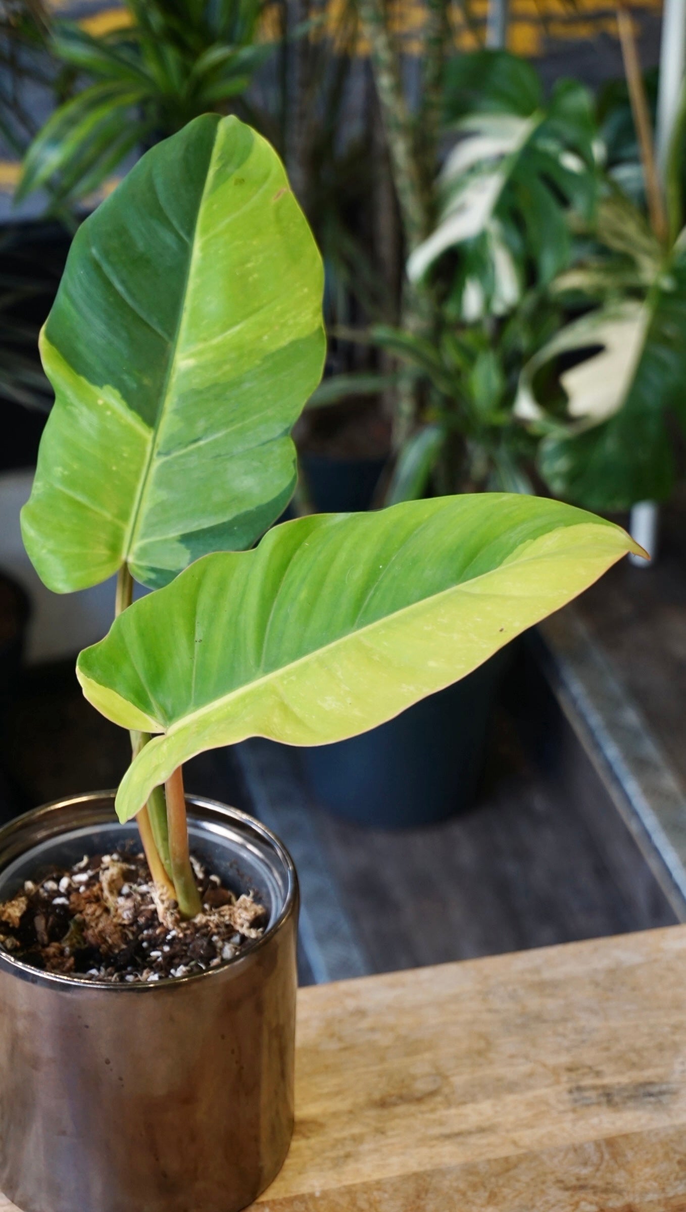 Philodendron Jungle Fever Variegata