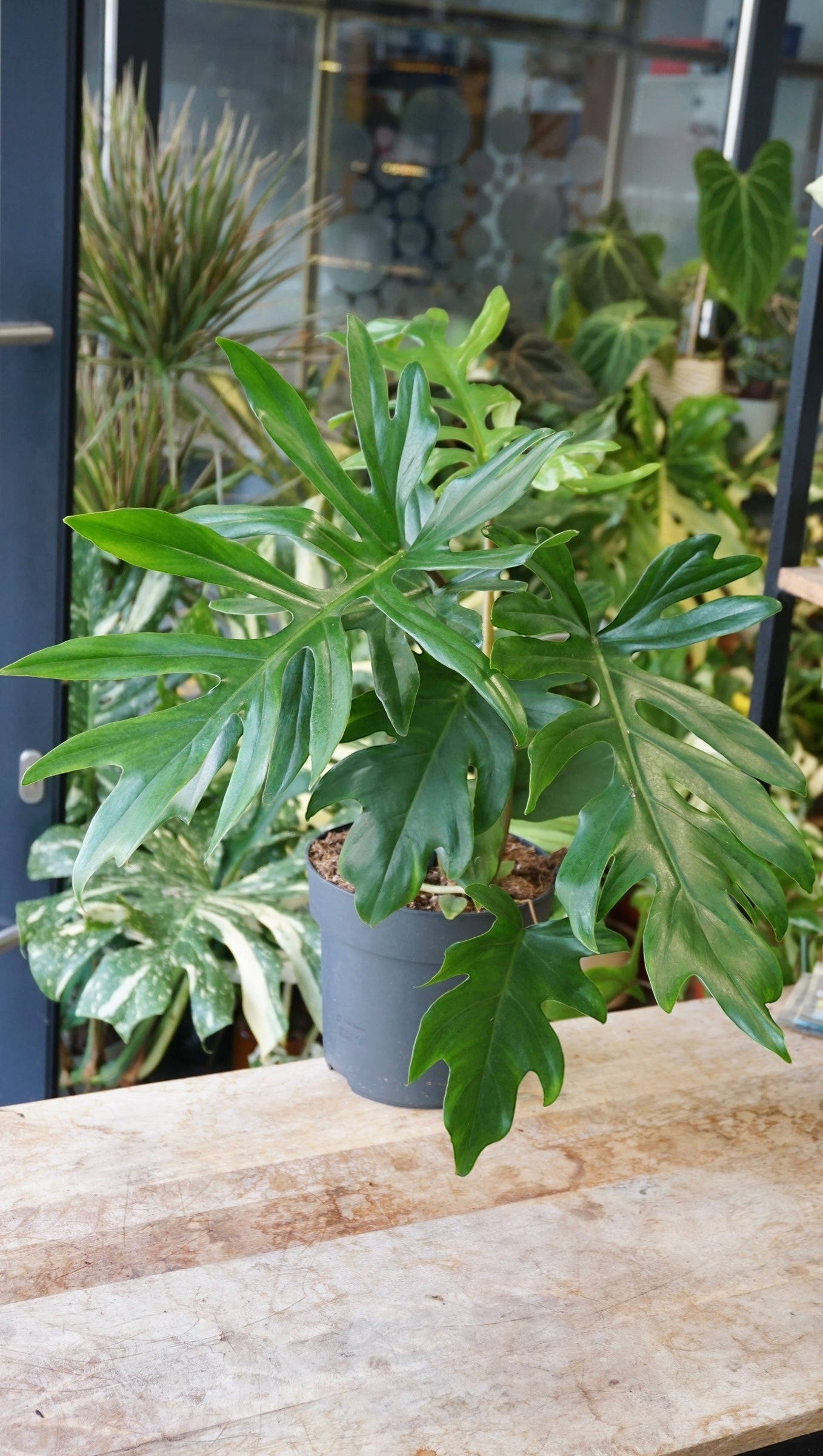Philodendron Mayoi
