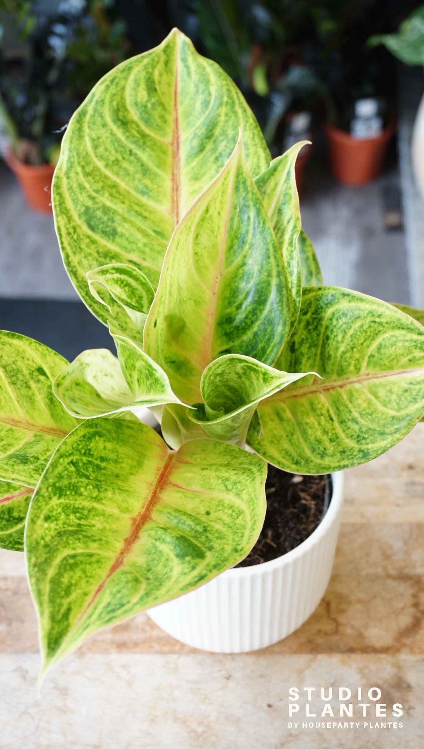 Aglaonema Iguana Red studio plantes rares jungle jardinerie strasbourg rare plant shop online pflanzen