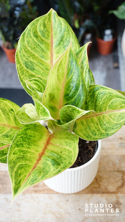 Aglaonema Iguana Red studio plantes rares jungle jardinerie strasbourg rare plant shop online pflanzen