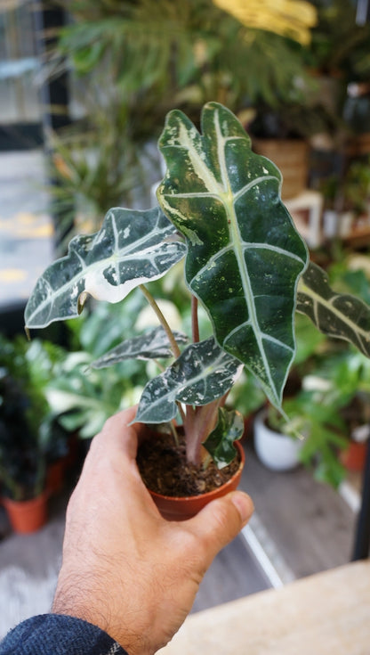 Alocasia Polly Variegata studio plantes rares jungle jardinerie strasbourg plant online