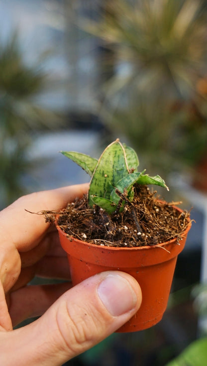 Sansevieria Cinta studio plantes rares jungle jardinerie strasbourg rare plant shop online pflanzen