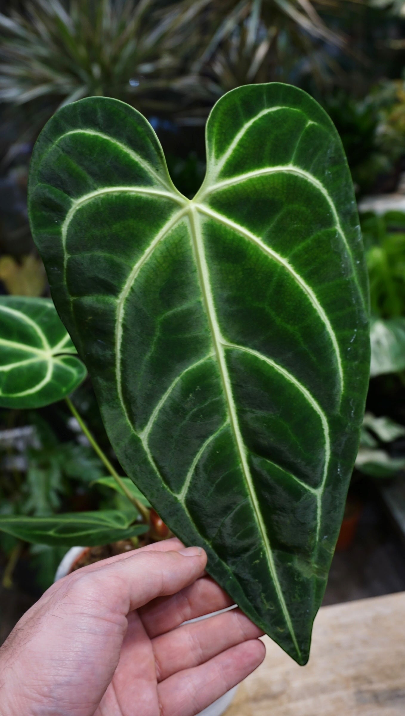 anthurium regale kaufen Anthurium Regale | Seltene Pflanze