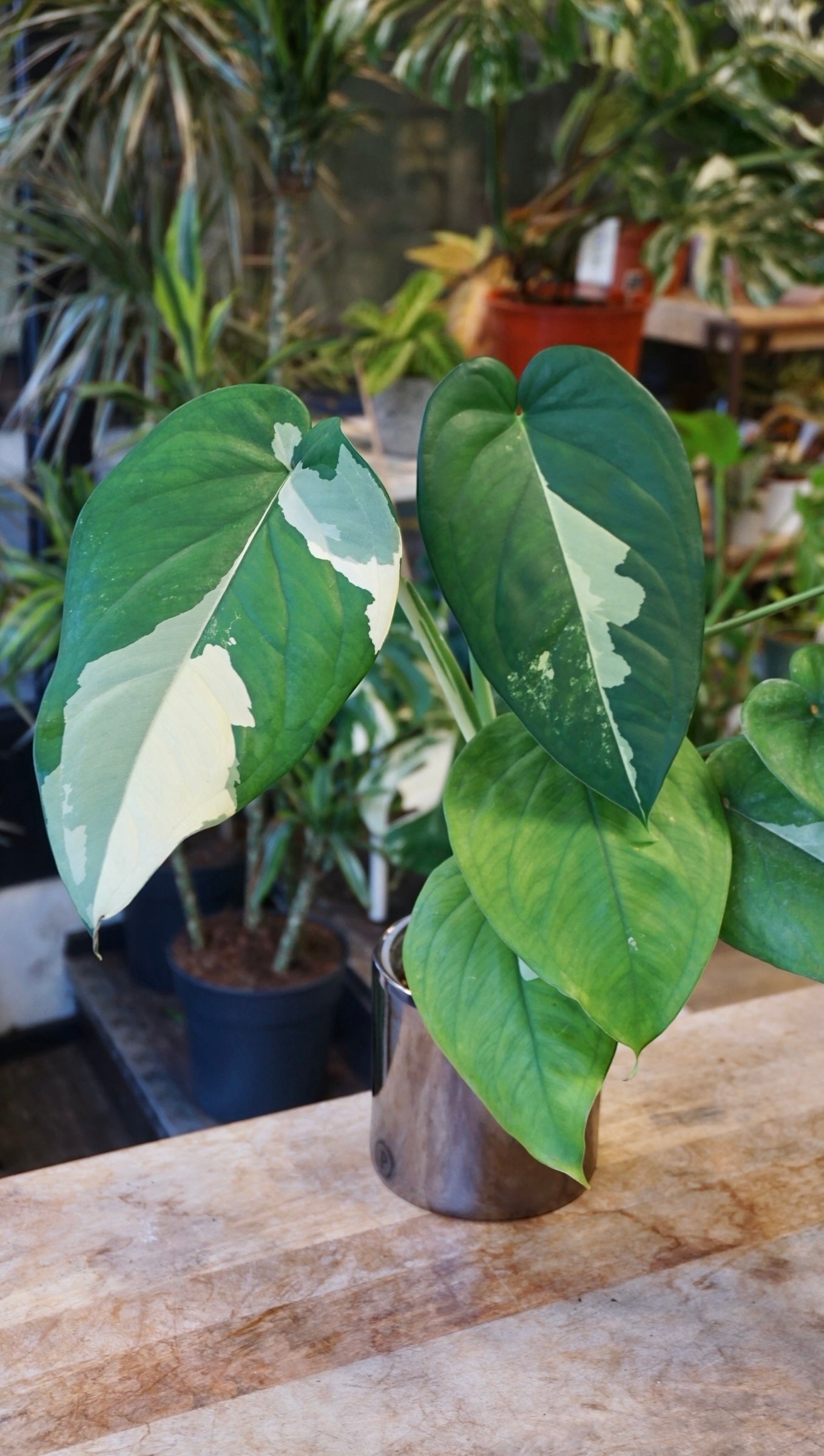 Syngonium Chiapense Albo Variegata studio plantes rares jungle jardinerie strasbourg rare plant shop online pflanzen