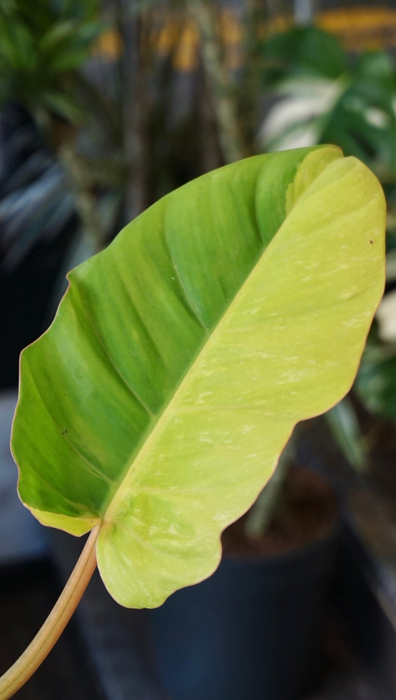 Philodendron Jungle Fever Variegata