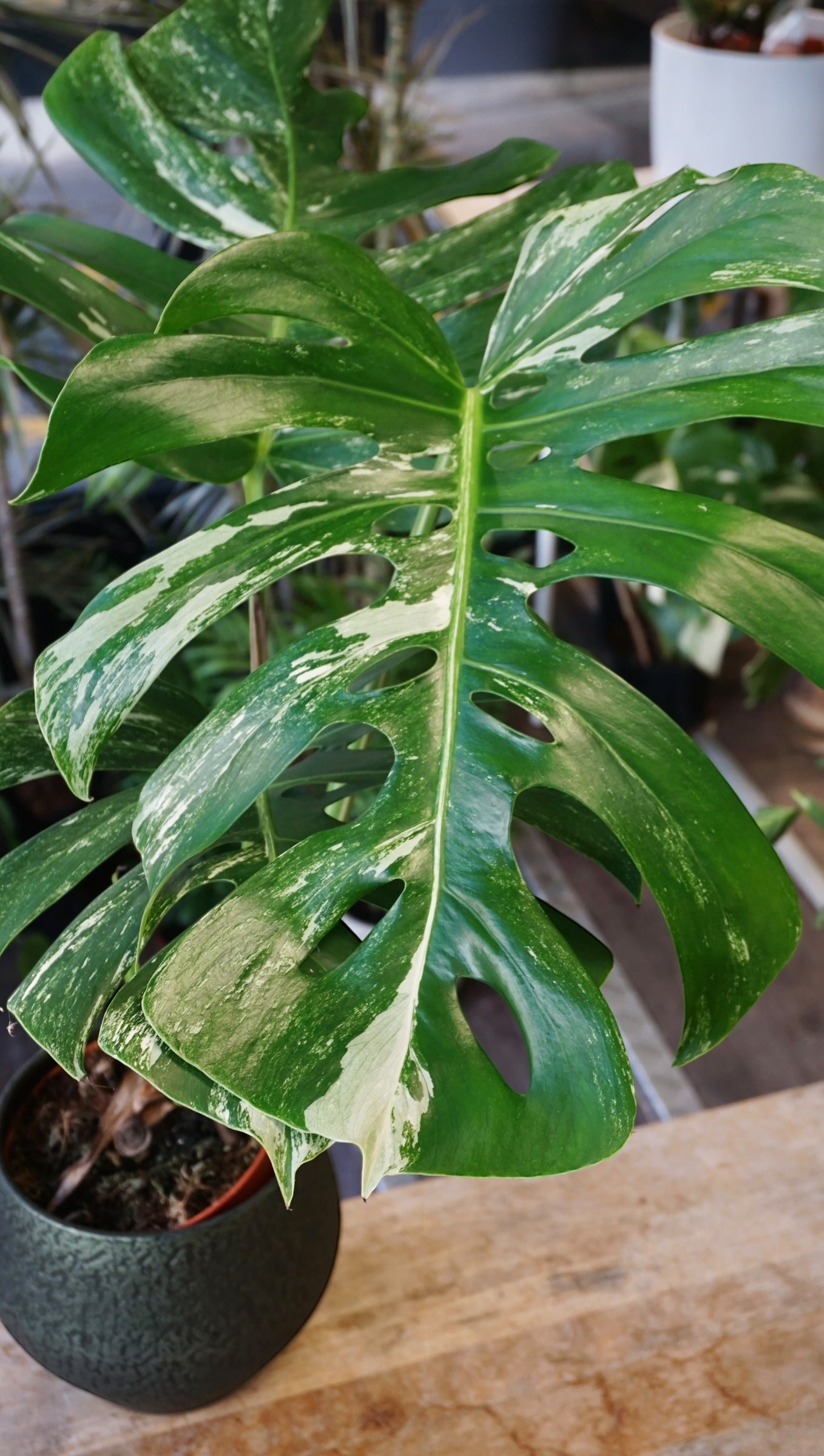 Monstera Variegata